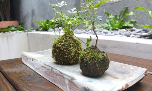 苔球組盆 Moss Ball