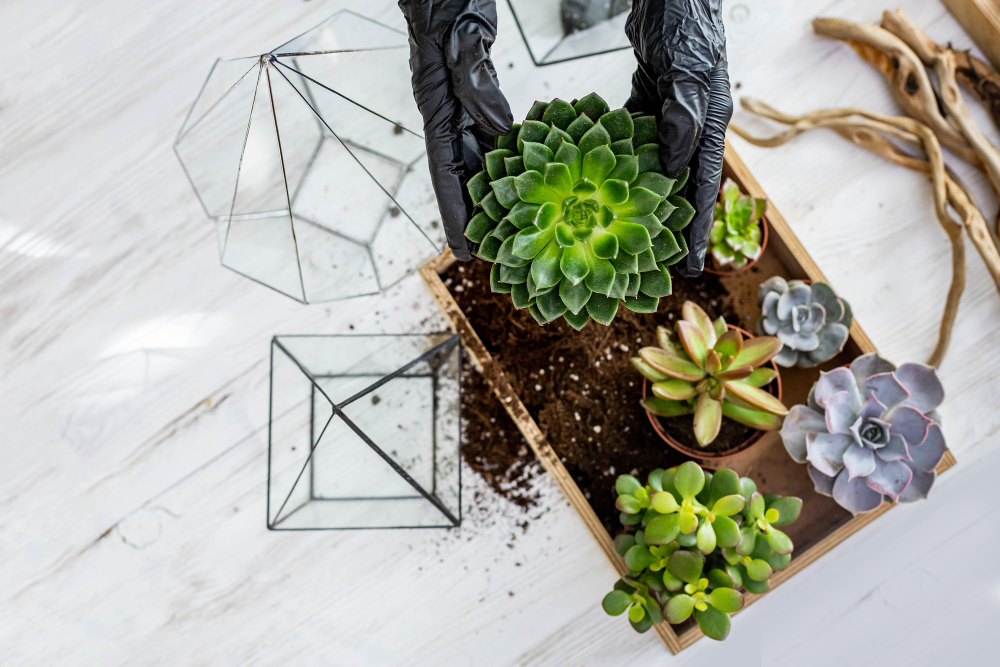 top-view-florist-female-hands-arrangement-succulents-with-ground-into-glass-florarium-workshop (1) top-view-florist-female-hands-arrangement-succulents-with-ground-into-glass-florarium-workshop (1)