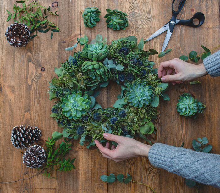 making-green-christmas-wreath-with-suculents