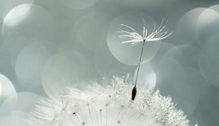 Closeup of white dandelion with drops on natural gray background, defocus light, bokeh
