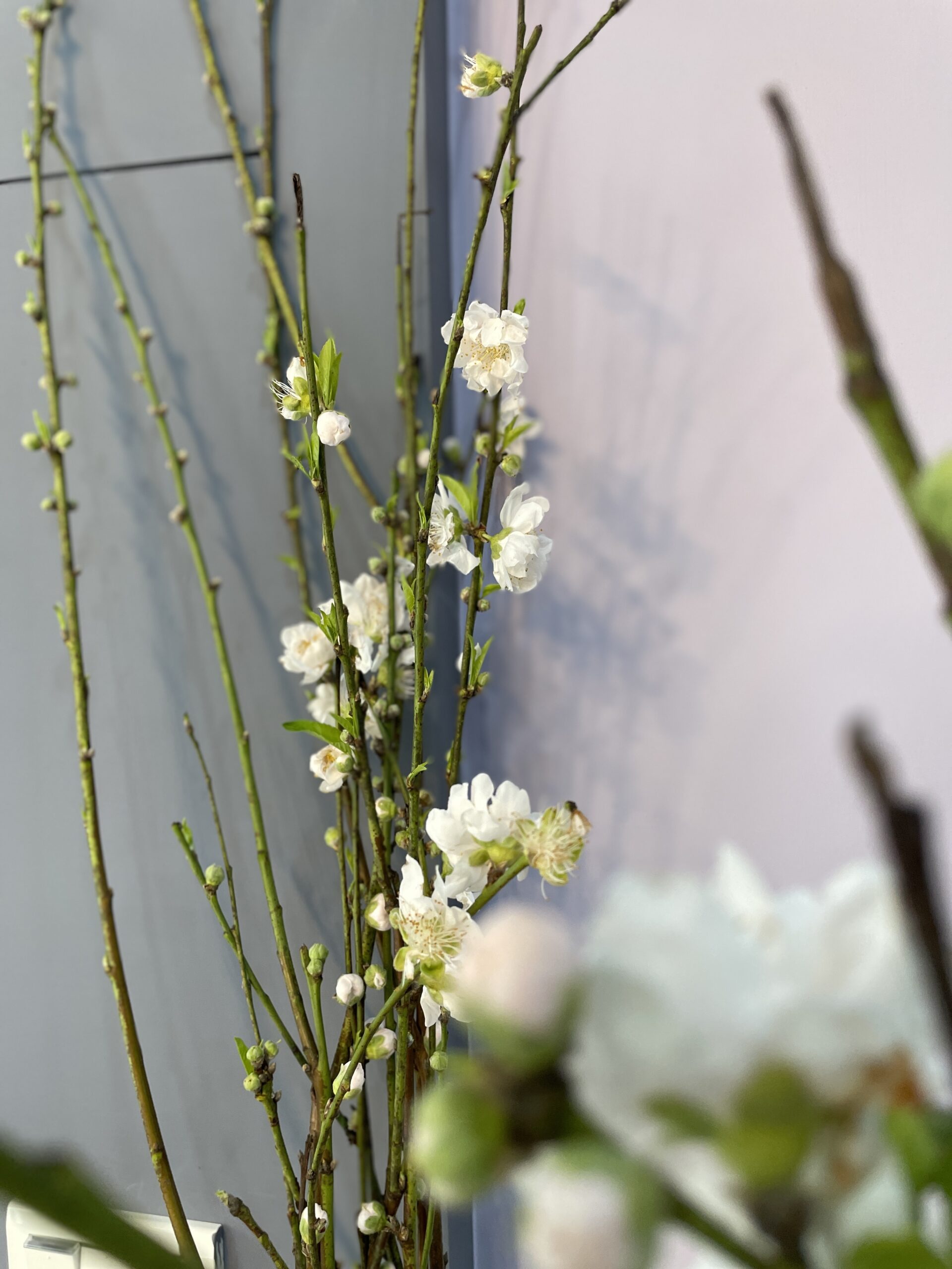 高雄花藝教室 鮮花課程 杏花 橋口學德式花藝 花藝教學